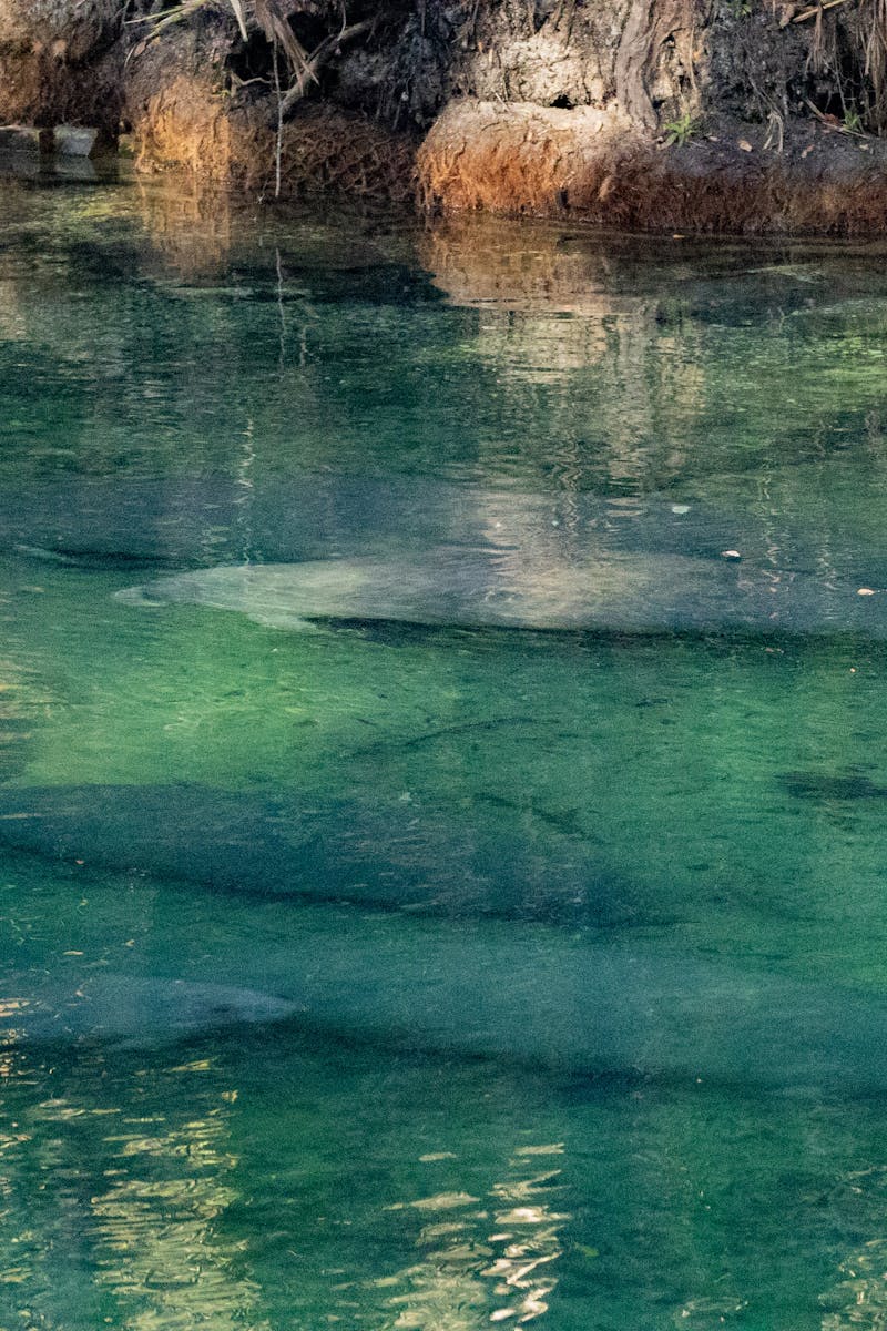 Peaceful aquatic scene with manatees under clear green water in a natural habitat.